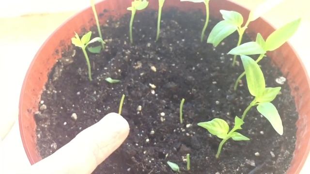 SOS. Кто или Что сьедает мою рассаду болгарского перца?! смотреть онлайн