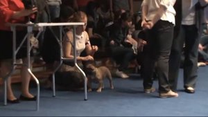 19 Национальная Монопородная выставка французских бульдогов (с_ки спл.окраса класс-Бэби)