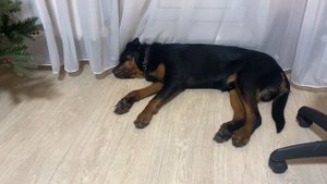 Ответ на вопрос про вес собаки породы ротвейлер