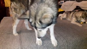 лучшая игрушка для хаски