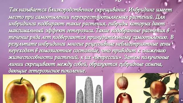 Методы селекции растений
