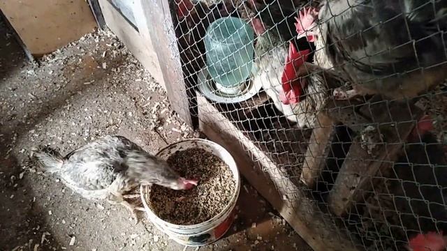 БАРКОВСКИХ НЕСУШЕК В КЛЕТКУ мой птичий уголок в феврале ДЕЛЮСЬ ПЛАНАМИ смотреть онлайн