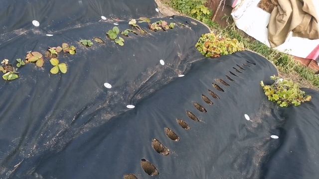 Разрабатываем новый участок#легкий способ посадки земляники#делаем межки при помощи окучника. ??? смотреть онлайн