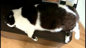 Ты мой миленький хорошенький мой котик.