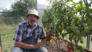 ТОМАТ ЯШМА F1 устойчивый к болезням идеален для заготовок