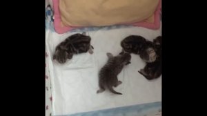 кошка прячет котят
