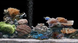 3D Aquarium Night Screensaver (Windows XP Plus) - Classic Screensaver in HD!