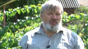 Как ухаживать за сливами.