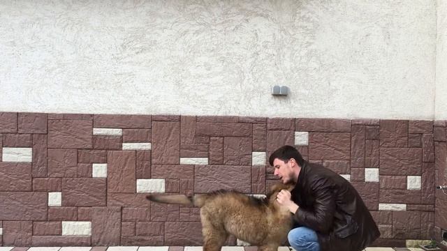Рост щенка 3 месяца за 49 сек. Puppy growth 3 months in 49 sec. Leonberger. Леонбергер смотреть онлайн