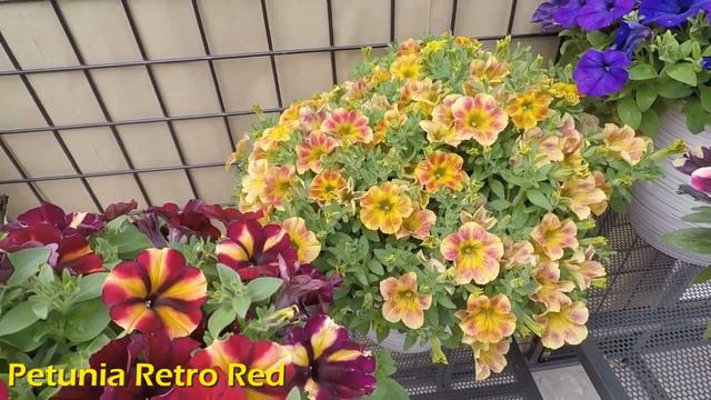 New Varieties for 2020 from Westhoff смотреть онлайн