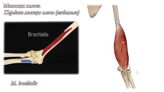 M. Brachialis, плечевая мышца