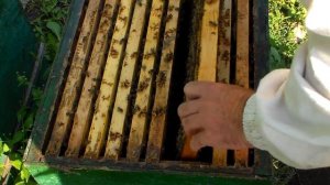 Карника. Матка ИО (молодуха) полный разбор гнезда.