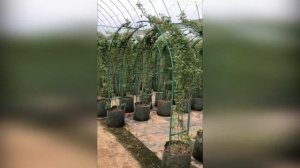 Каскадная, ампельная, вьющаяся хризантема, создайте сами своими руками у себя такое чудо!!!