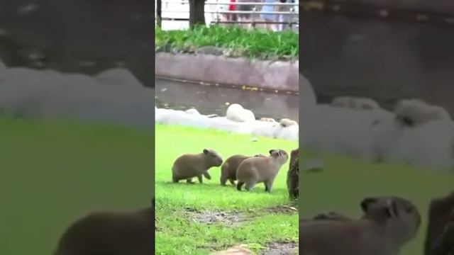 В ЗООПАРКЕ РОДИЛАСЬ ТРОЙНЯ ПОЭТОМУ ЖДИТЕ ВИДЕО С КАПИБАРАМИ ИЗ ЗООПАРКА