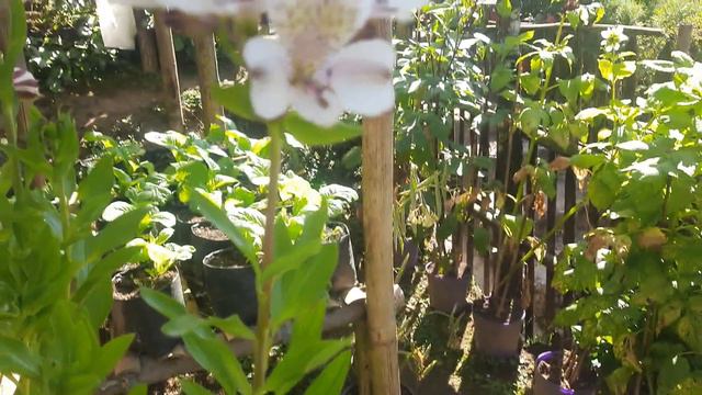 Alstroemeria Care! Winter dormancy! Peruvian Lily! Sterile and Fertile branches! Thakuri's Nursery! смотреть онлайн