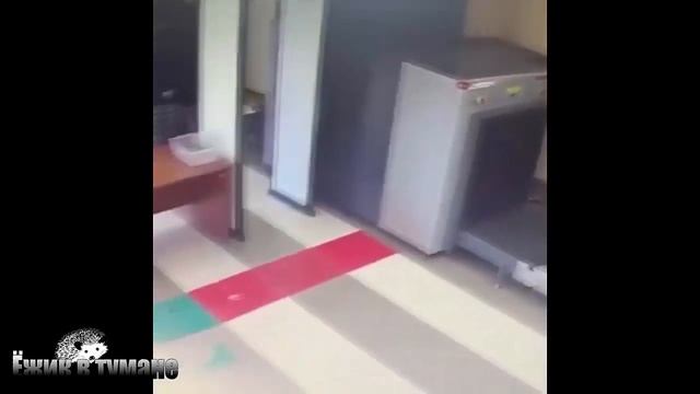 Ёжик в Тумане ПРИКОЛЫ из Инстаграма 2020 / COUB BEST 2020 / КУБ/ CUBE / КОУБ Май 2020