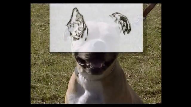 Амер стаффордширский терьер смотреть онлайн