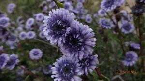 Globularia alypum Greece by Theo Fotiadis