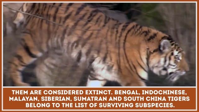 Where Do Tigers Live? Quick Facts about Tiger Species, Population and Habitat смотреть онлайн