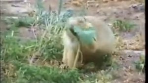 желтый суслик и большая песчанка