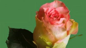 Одинокая флейта   Нежная мелодия