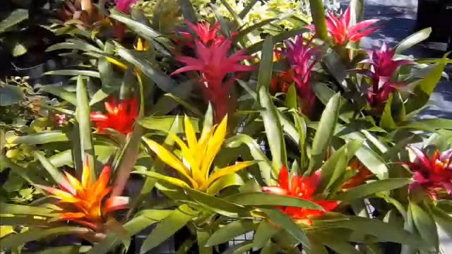 Buzzanco's Greenhouses & Farm - Kingston, NY смотреть онлайн