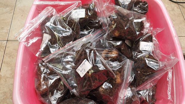 ИСТОРИЯ КЛУБНЕЙ или досчитай до десяти.... #клубниглоксиний #глоксинии #любимыеглоксинии смотреть онлайн