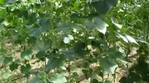 Огурцы и помидоры в теплице