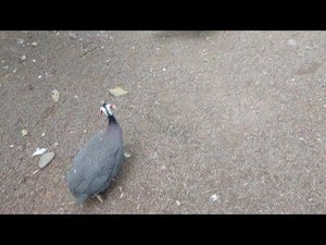 Птицы в Парке Батуми