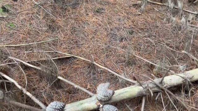 Новозеландские белые грибы. Конец сезона смотреть онлайн