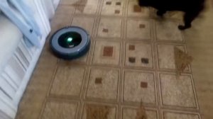 Мопс и робот-пылесос iRobot Roomba 681