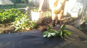 СУПЕР СПОСОБ ПОСАДКИ КЛУБНИКИ НА АГРОВОЛОКНО! НЕ ПУТАЙТЕ С АГРОТКАНЬЮ! РАССКАЖУ В ЧЁМ ОТЛИЧИЯ.