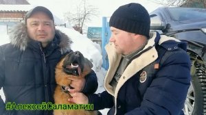 Дрессировка немецкой овчарки. Как сделать чтобы собака не прыгала. Алексей Саламатин