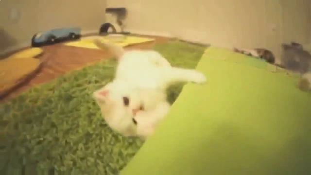 Смешные коты и котята. Смешной пушистый котенок кувыркается!