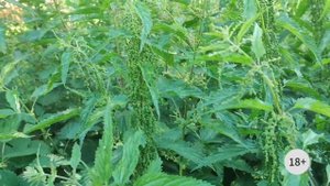 Волшебные свойства крапивы.