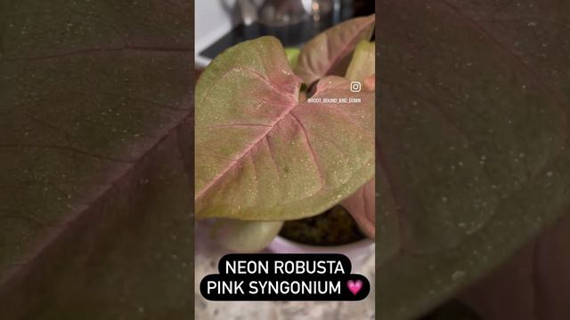 Neon Robusta Pink Syngonium #trending #fyp #syngonium #rareplants #plants #pink #pretty #beautiful