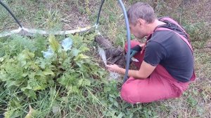 Картофель из мини клубня.