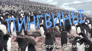 Песня под гитару "Северо- ледовитый вальс (Пингвины)" исполняет автор Сергей Яременко