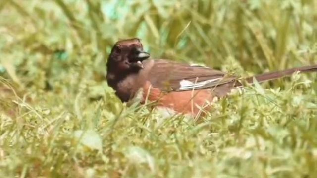 | Birds relaxing music free download | | Самые красивые Райские птицы фото | | расслабляющие птицы смотреть онлайн