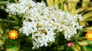 Бузина черная Голден Тауэр. Краткий обзор, описание характеристик sambucus nigra Golden Tower