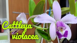 Cattleya violacea. Мои наблюдения в уходе.