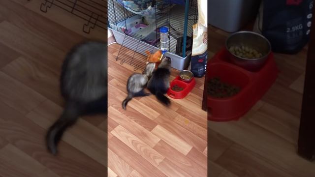 Хорьки и новая игрушка - непередаваемые очучения... смотреть онлайн