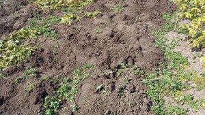 Посадите картошку после бобовых и урожай вас удивит.