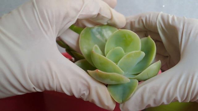 Troncos suculentos decapitados: Cómo y cuándo cosechar los hijuelos. смотреть онлайн