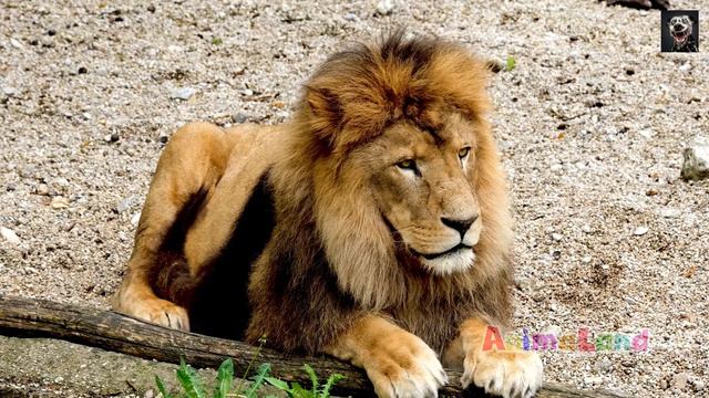 Interesting Facts About Big Cats - Wild Animals - Lion, Tiger, Bobcat, Panther, Caracal, Cheetah