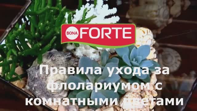Правила ухода за флорариумом с комнатными цветами. Фиттония и хлорофитум как украшение аквариума.