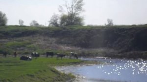 Русская Чебоксарка