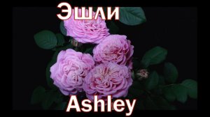 Как распускается роза Эшли - Ashley (Tantau 2016)