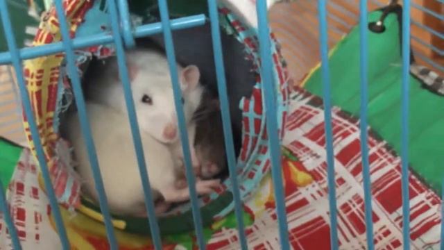 Крысы дремлют смотреть онлайн