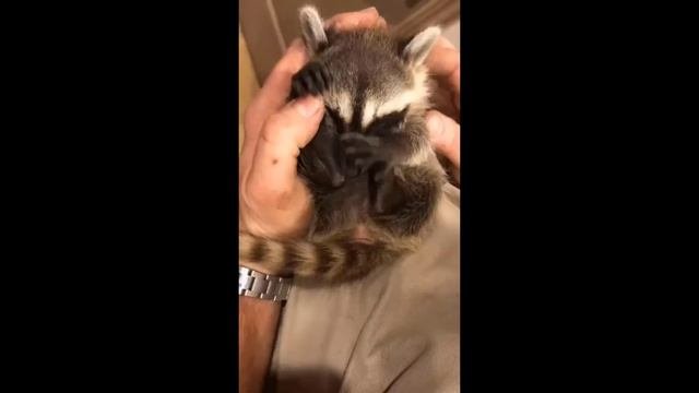 #Забавные_животные 😂  #видео1 (4)